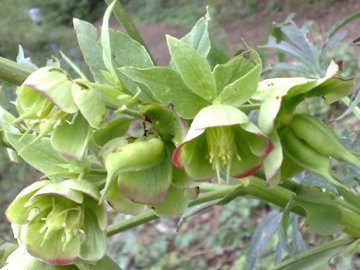 Helleborus foetidus